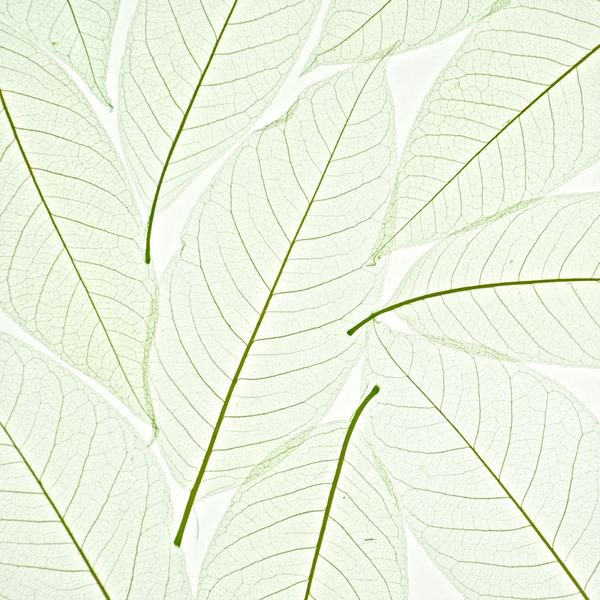 organic material resin panel Ochid leaf